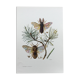 Illustration ancienne "insectes", Impression vintage années 60