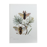 Antique illustration "insects", Vintage print from the 60s