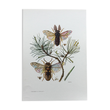 Illustration ancienne "insectes", Impression vintage années 60