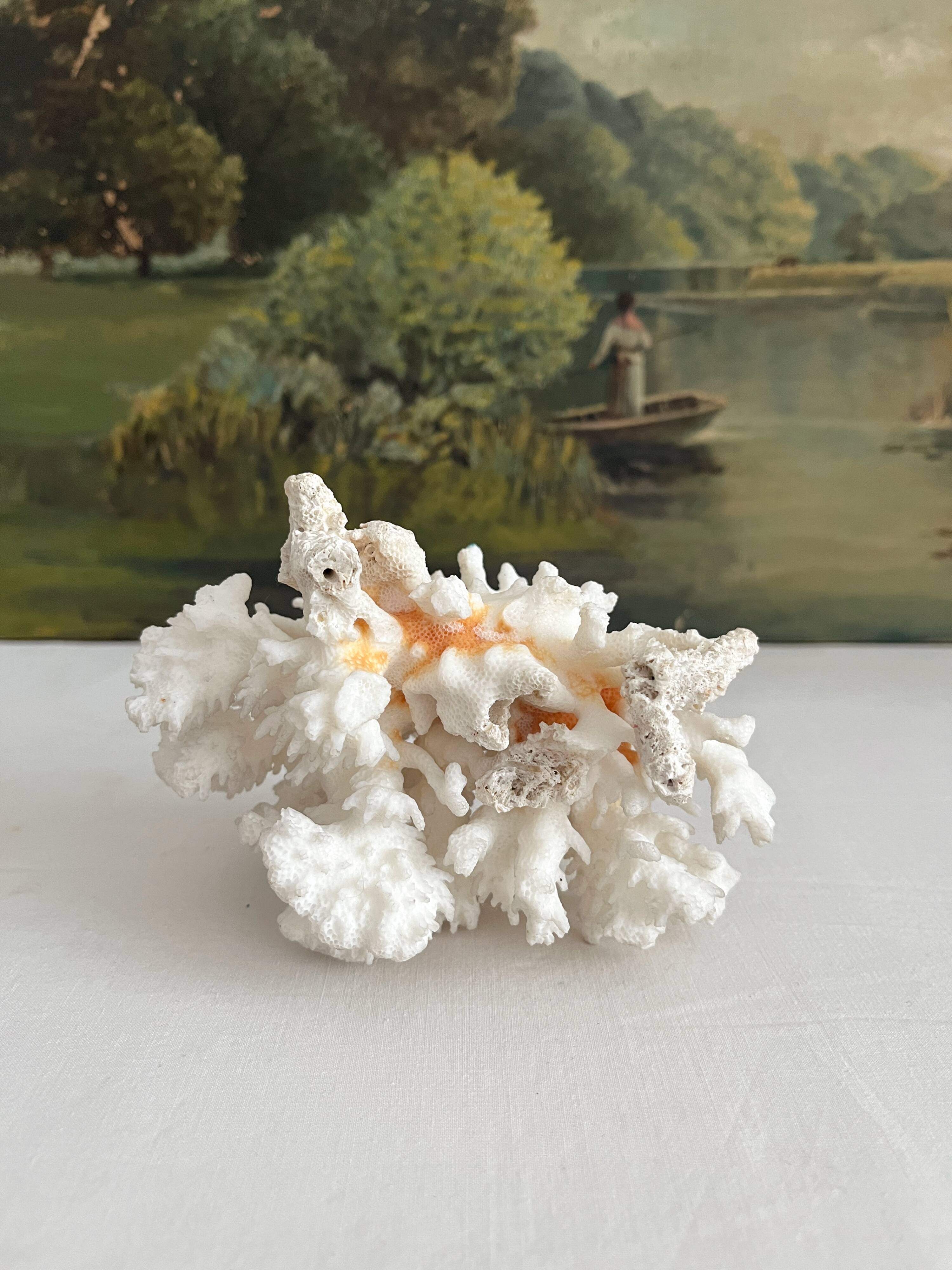 White coral old cabinet of curiosities