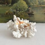 White coral old cabinet of curiosities