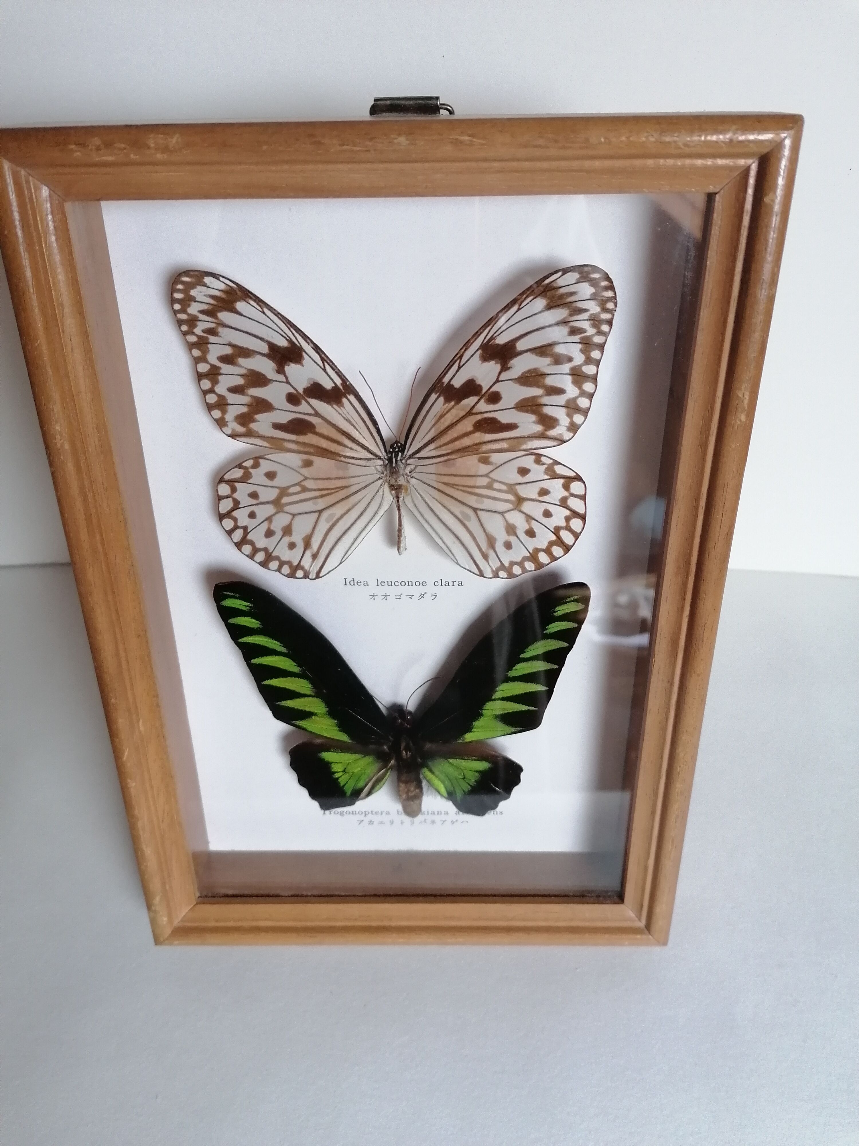 Butterflies taxidermy