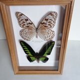 Butterflies taxidermy