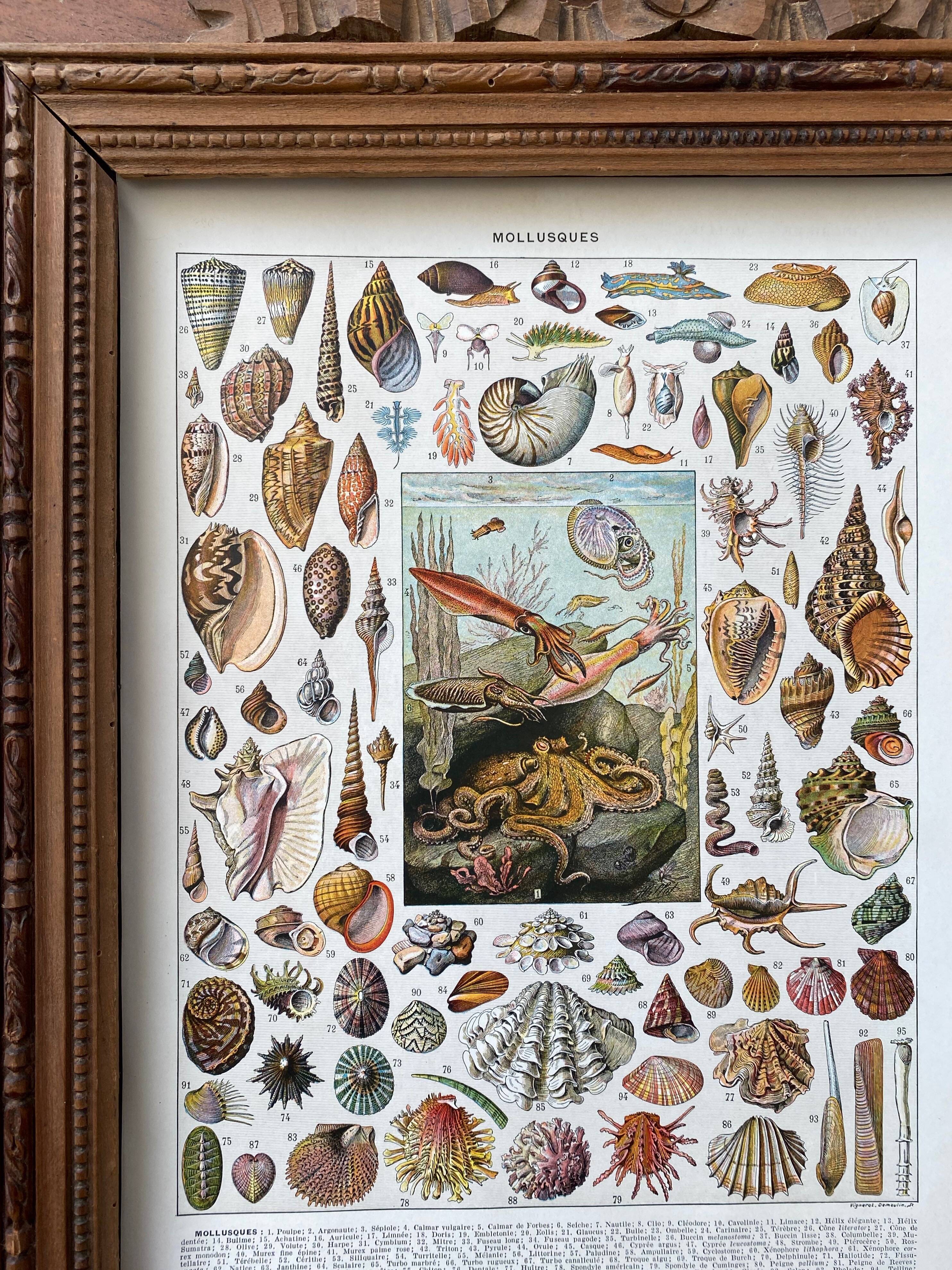 Illustration Millot "Mollusques"