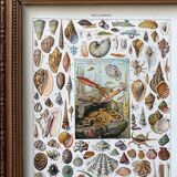 Illustration Millot "Mollusques"