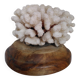 Natural old white coral