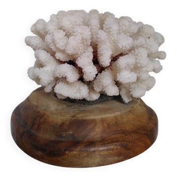 Natural ancient white coral