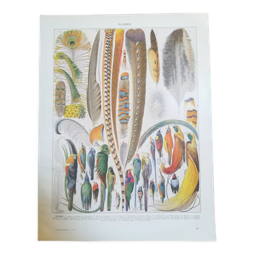 Lithograph on feathers from 1928
