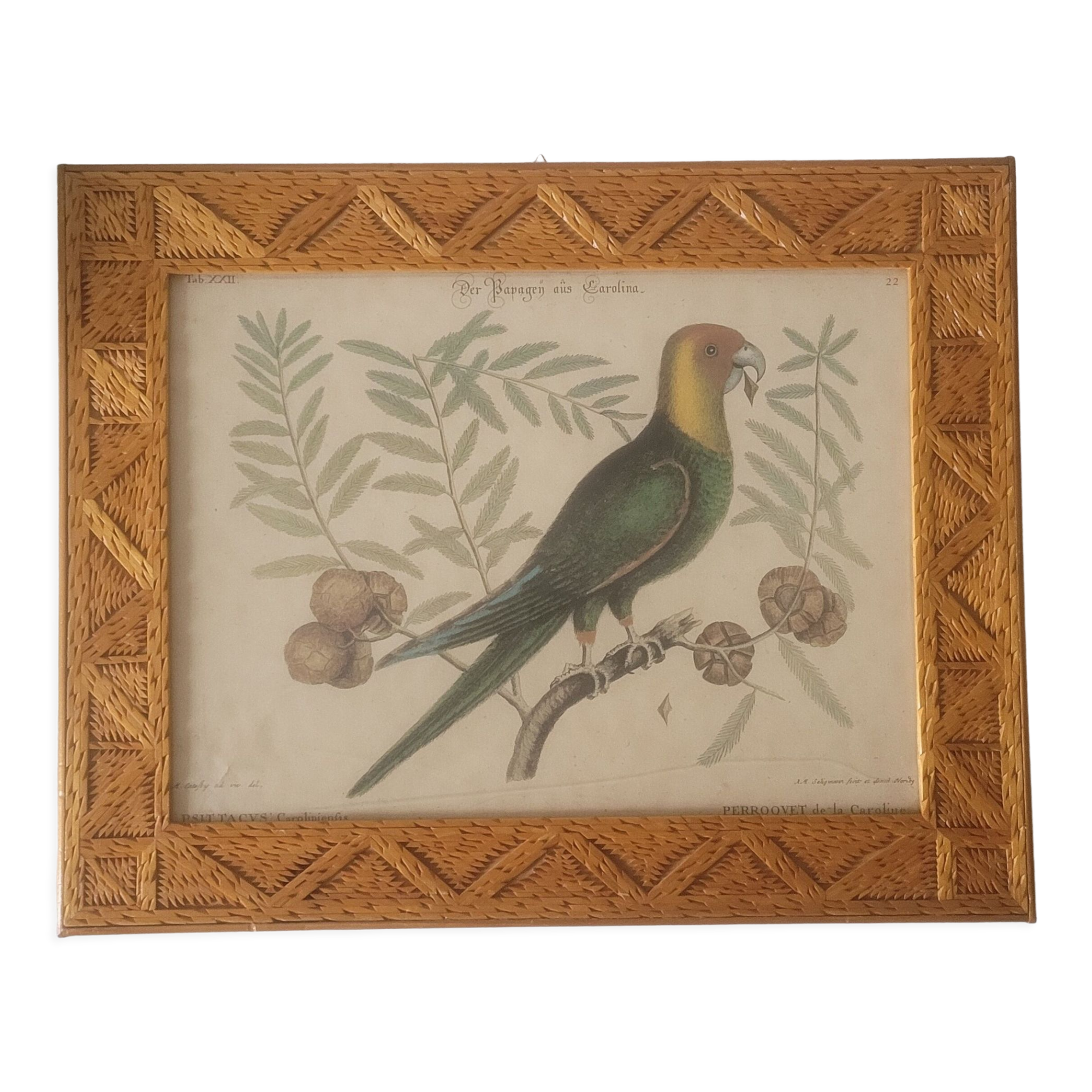 Illustration botanique perroquet de la Caroline cadre sculpté en bois