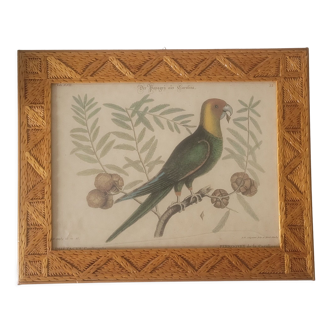 Botanical illustration Carolina parrot carved wooden frame