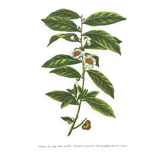 Illustration ancienne 1959 - Théier. Illustration herbier vintage botanique