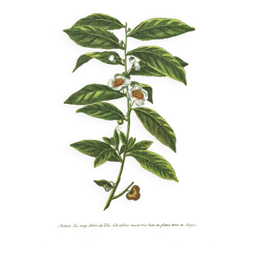 Old illustration 1959 - Tea plant. Vintage botanical herbarium illustration.