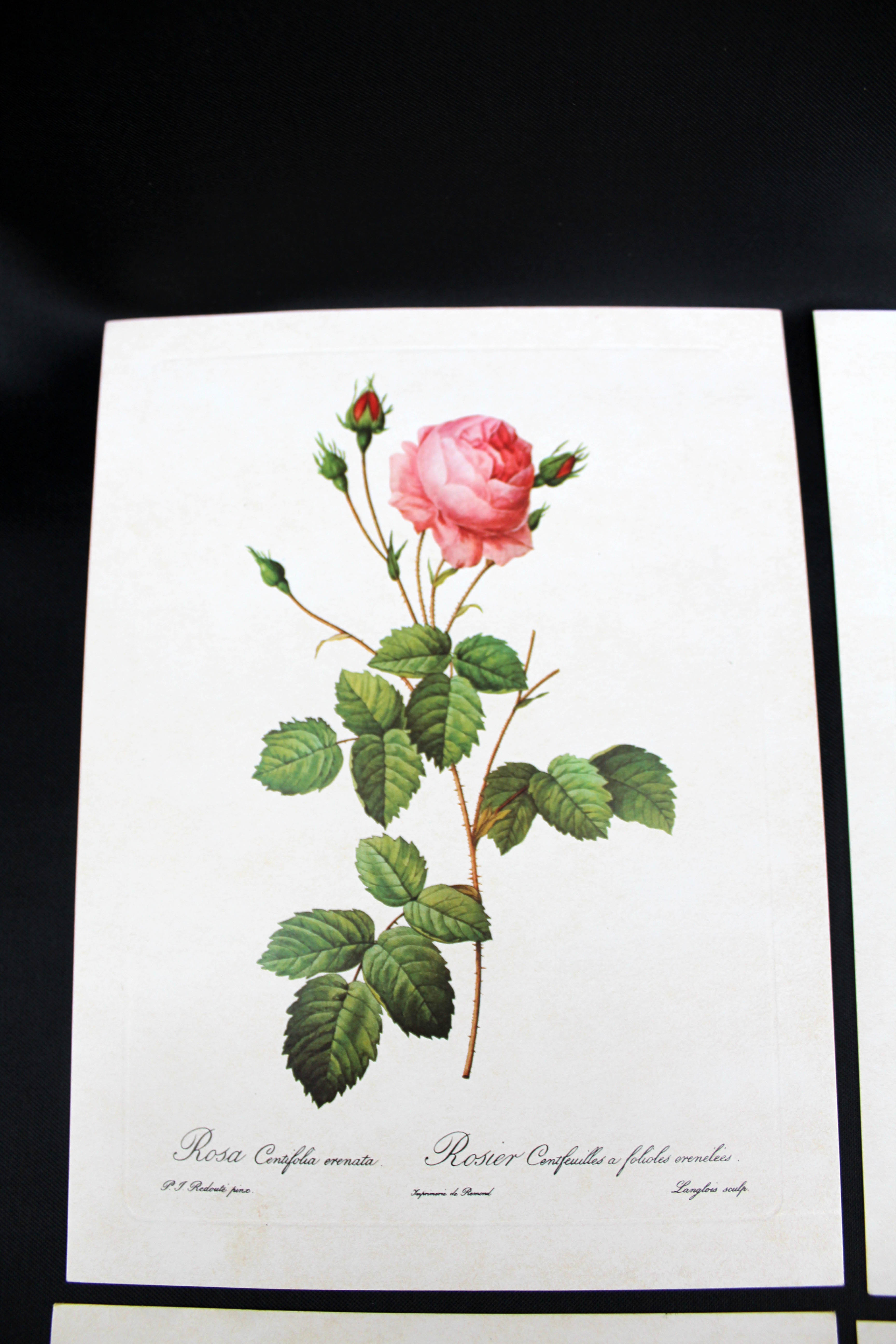 Lot of 6 vintage botanical prints, P.J. Redoute Roses Rosa, Imprimerie de Rémond