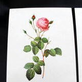 Lot of 6 vintage botanical prints, P.J. Redoute Roses Rosa, Imprimerie de Rémond