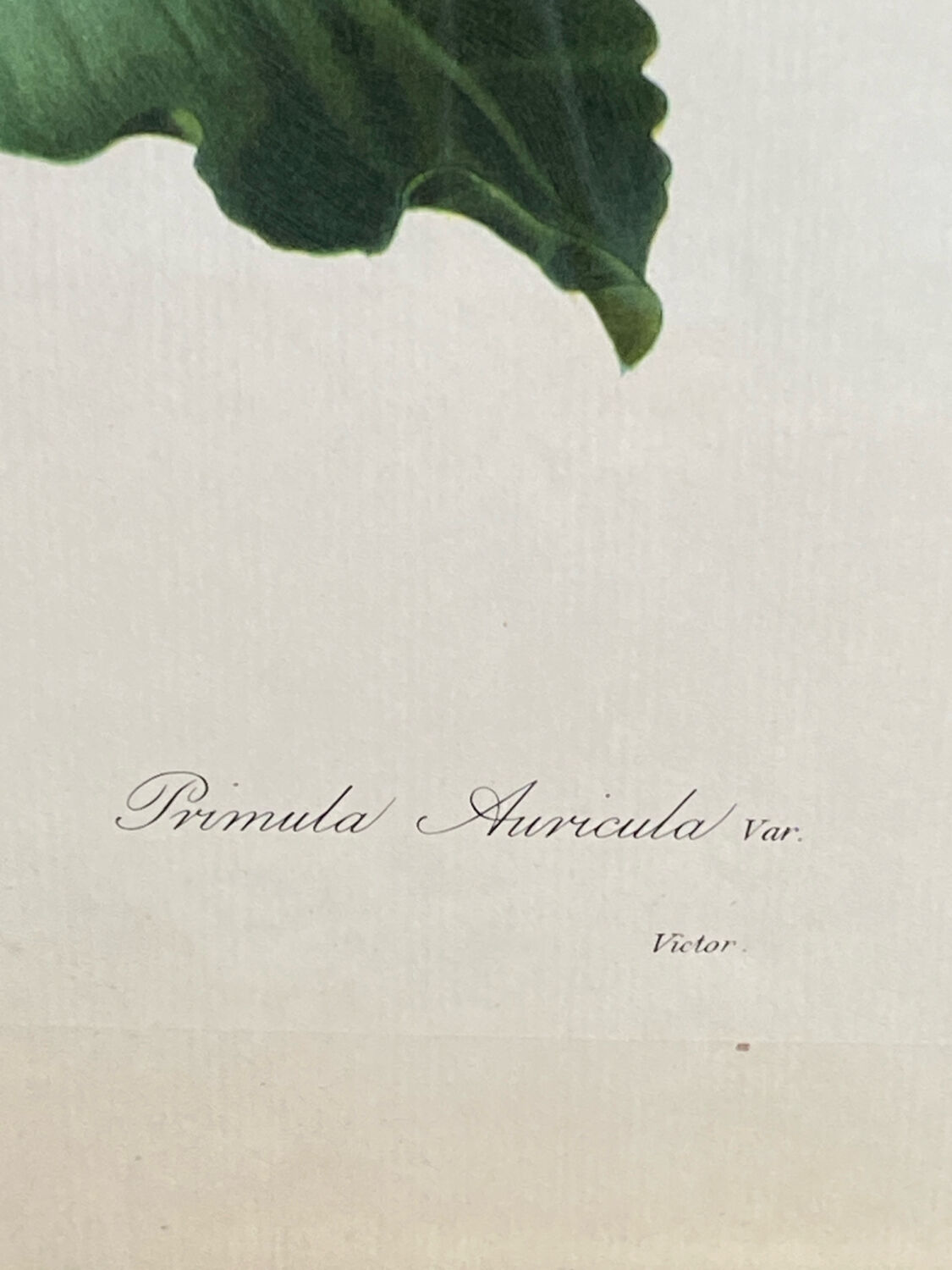 Botanical print, P-J Redouté, Bear's Ears