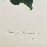 Botanical print, P-J Redouté, Bear's Ears