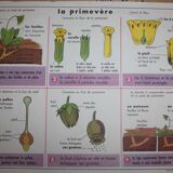 Old school poster mdi the primrose, the bird and its nest 35 and 36
