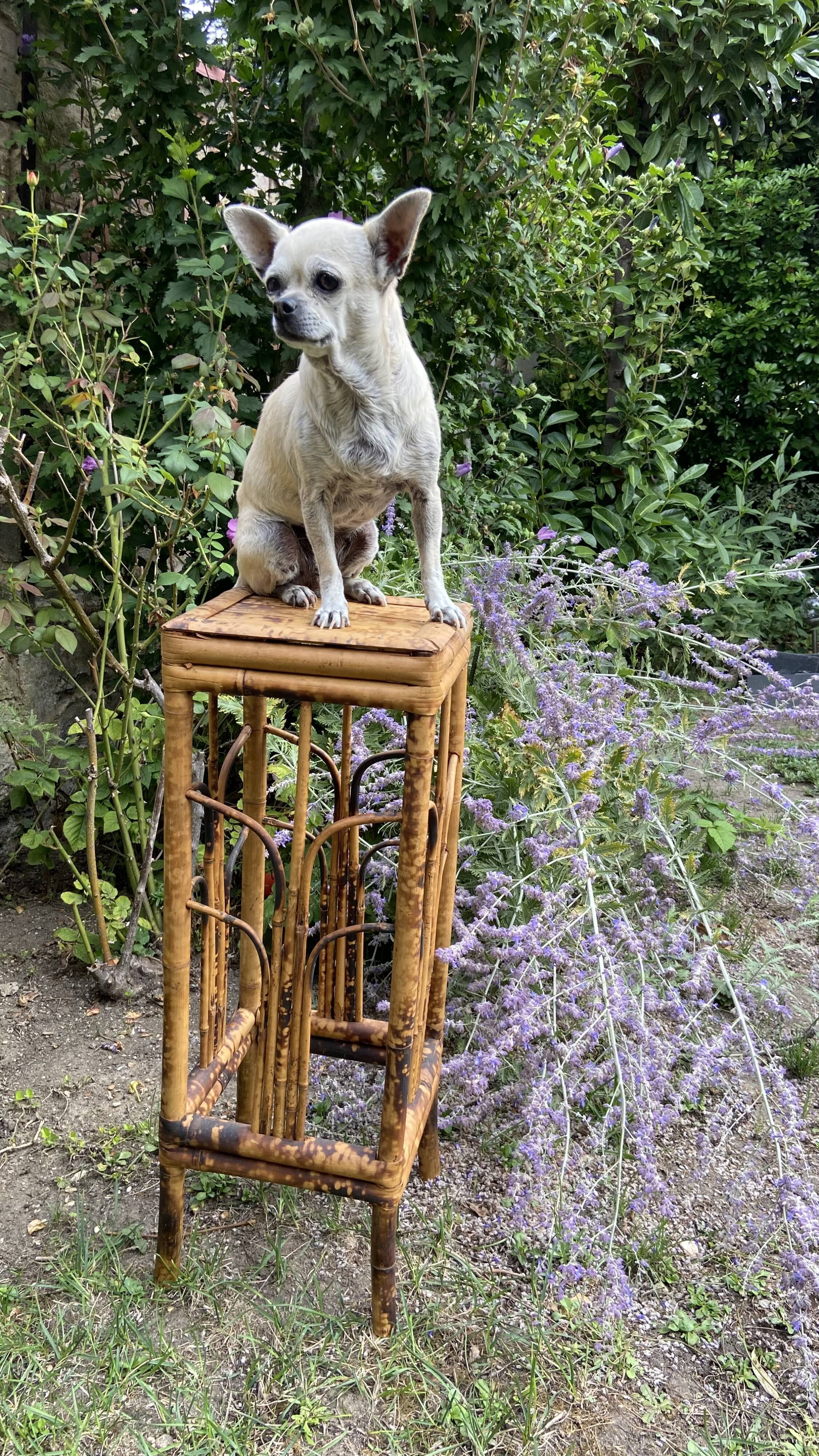 Plant holder or harness in rattan and vintage bamboo