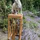 Plant holder or harness in rattan and vintage bamboo