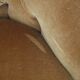 Yellow velvet padded toad armchair