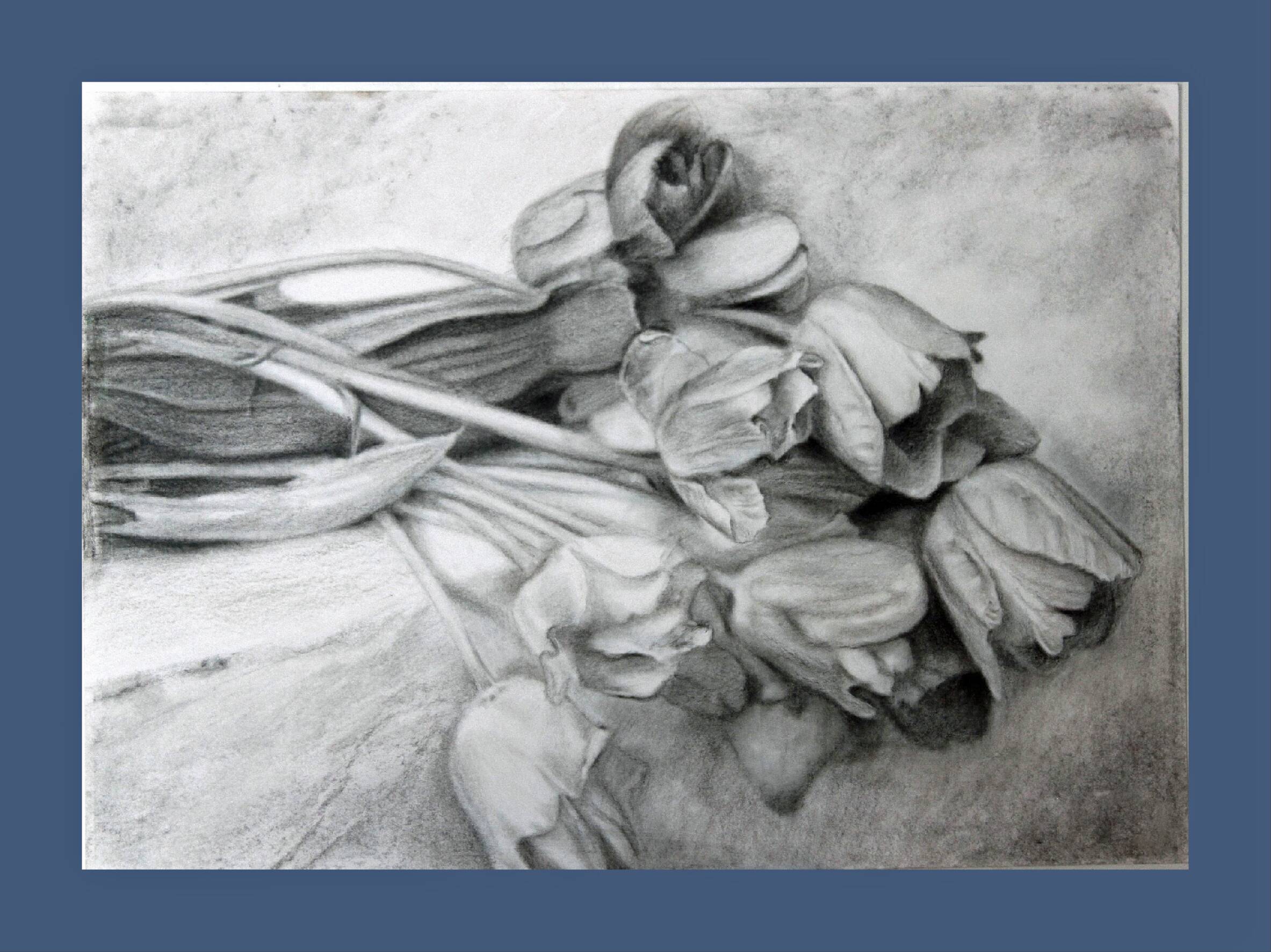 Dibujo de tulipanes a carbono sobre papel. Flowers sketch.