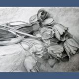 Dibujo de tulipanes a carbono sobre papel. Flowers sketch.