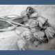 Dibujo de tulipanes a carbono sobre papel. Flowers sketch.
