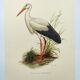 Planche ancienne oiseaux Années 1960 - Cigogne Blanche - image vintage ornithologique