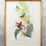 Set of 4 framed botanical and ornithological boards