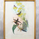 Set of 4 framed botanical and ornithological boards
