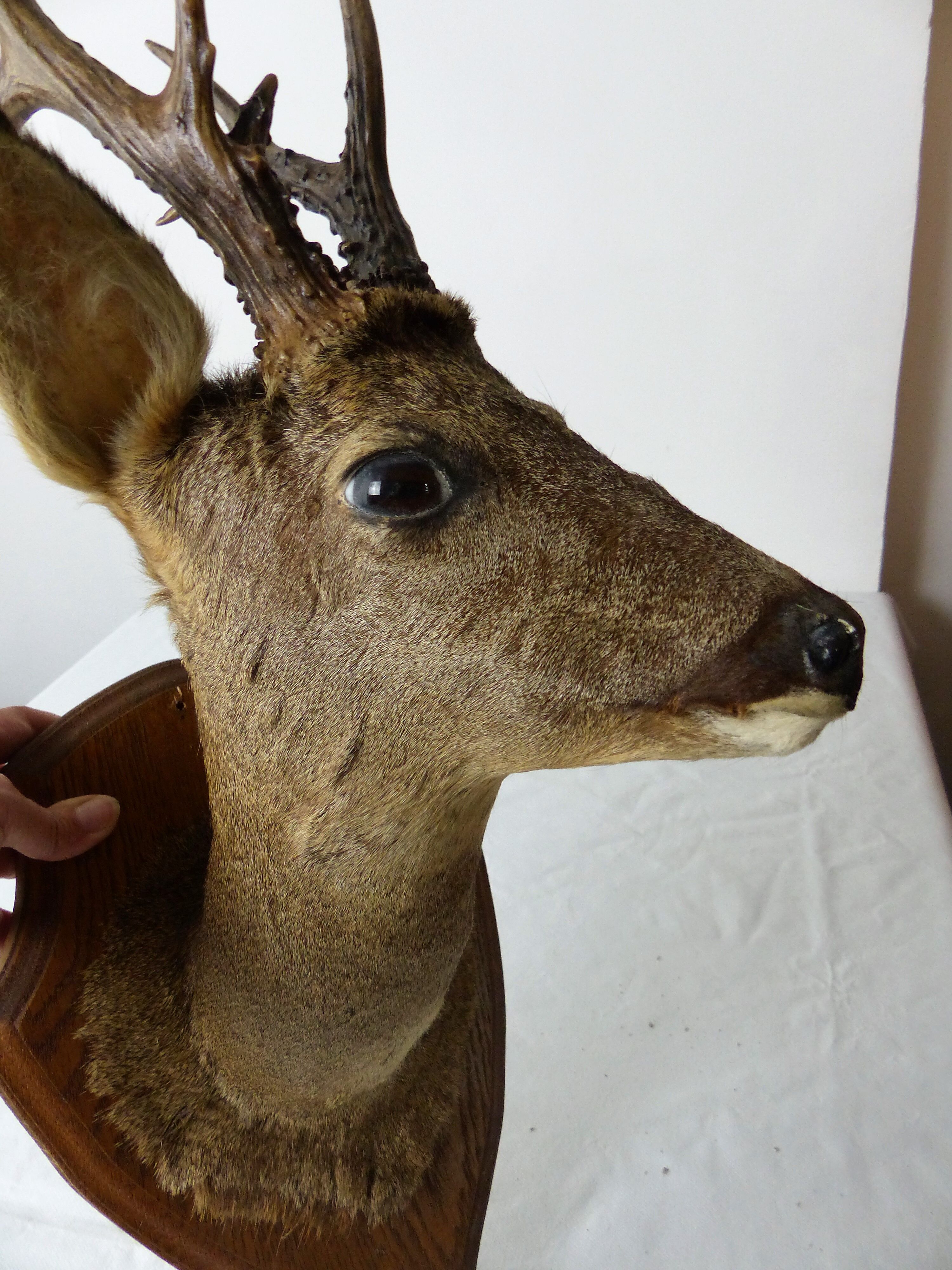 Deer head trophy