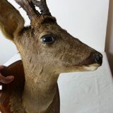 Deer head trophy