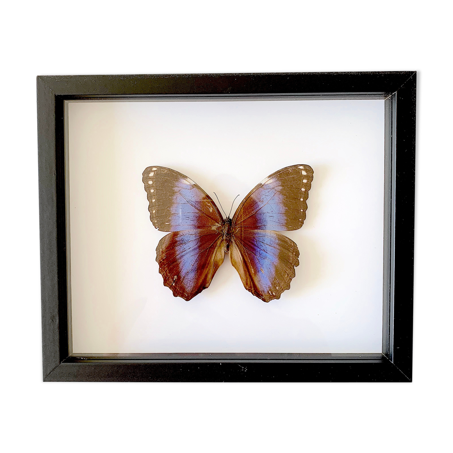 Naturalized butterfly frame