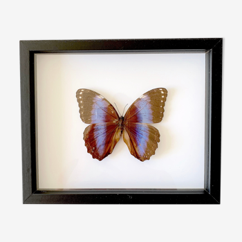 Naturalized butterfly frame