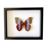 Naturalized butterfly frame
