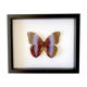 Naturalized butterfly frame