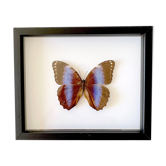 Naturalized butterfly frame