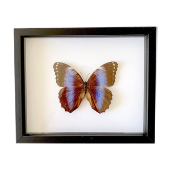 Naturalized butterfly frame