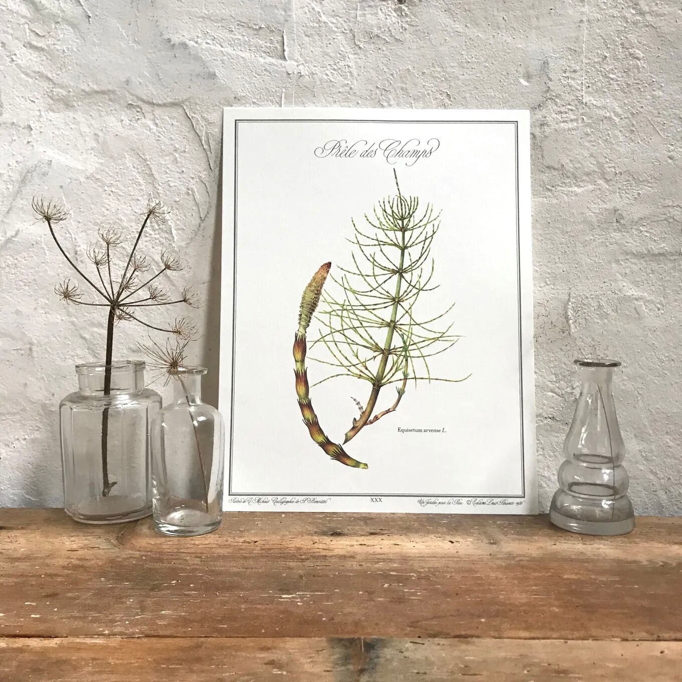 Botanical plate horsetail of the fields