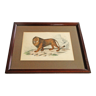 Animal engraving xixth illustration travies art framing cabinet of curiosities n° 12