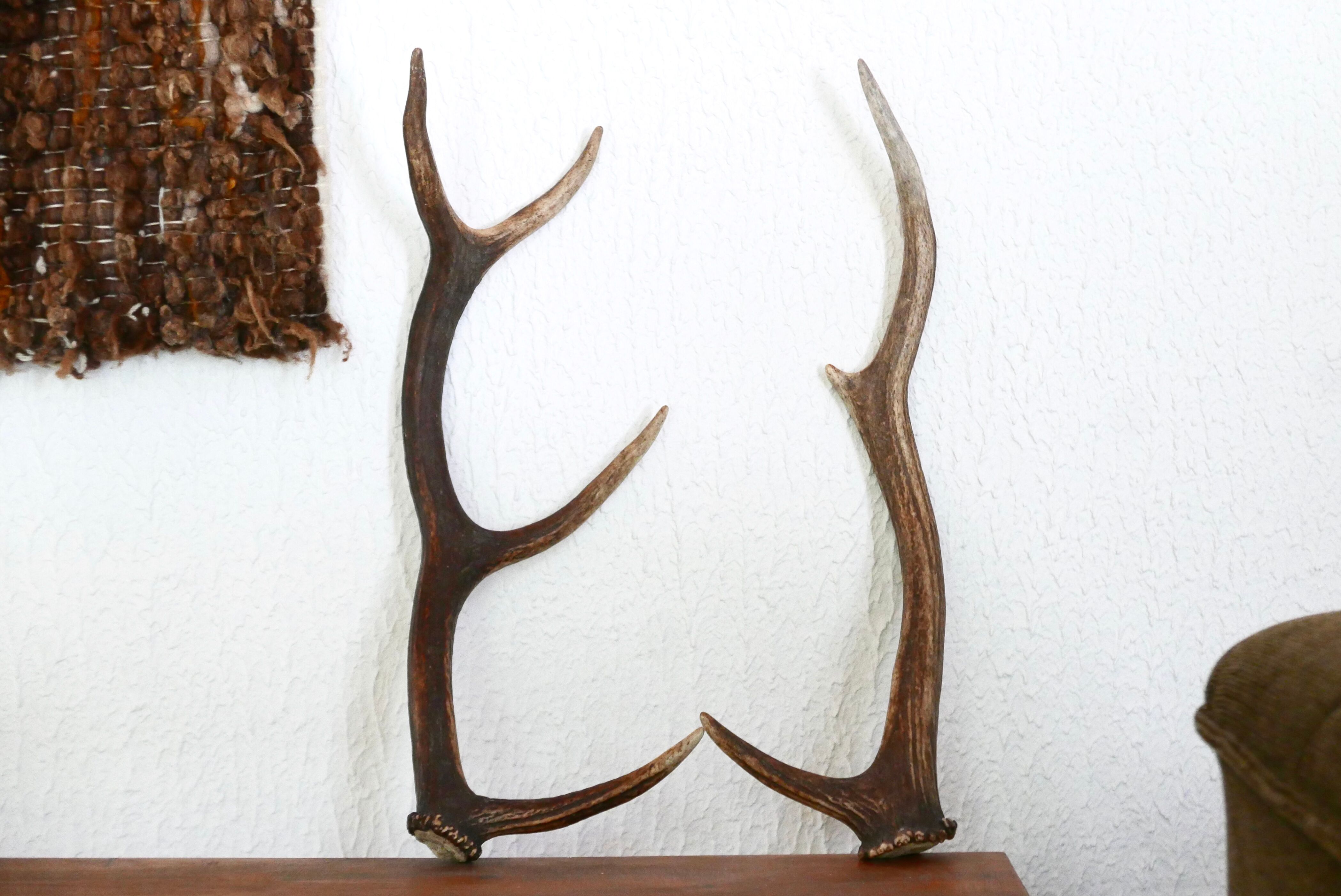 Pair of deer antlers, 70s