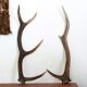 Paire de bois de cerfs années 70