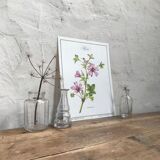 Botanical plate mauve
