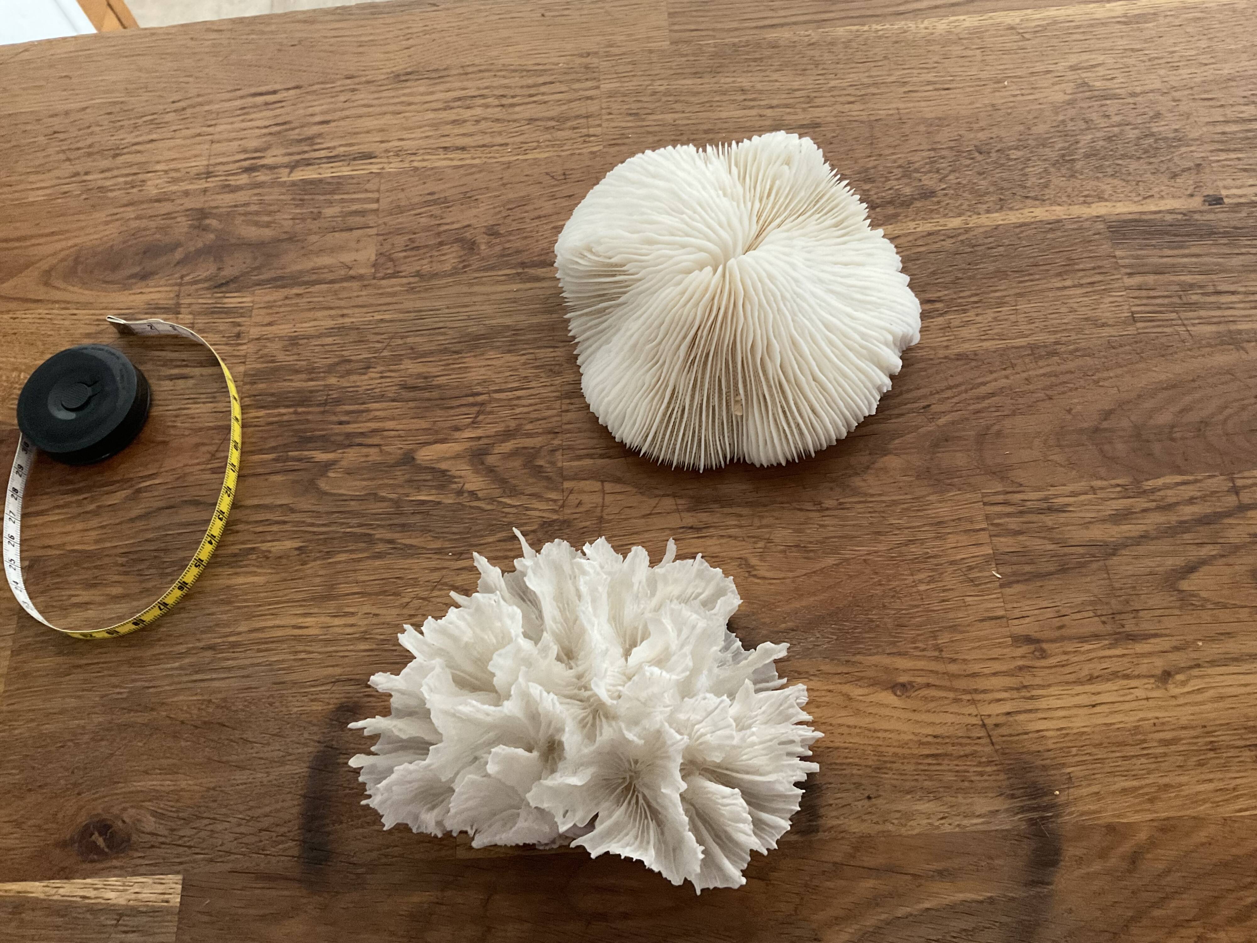 Corail dentelle blanc