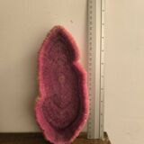 Mushroom coral