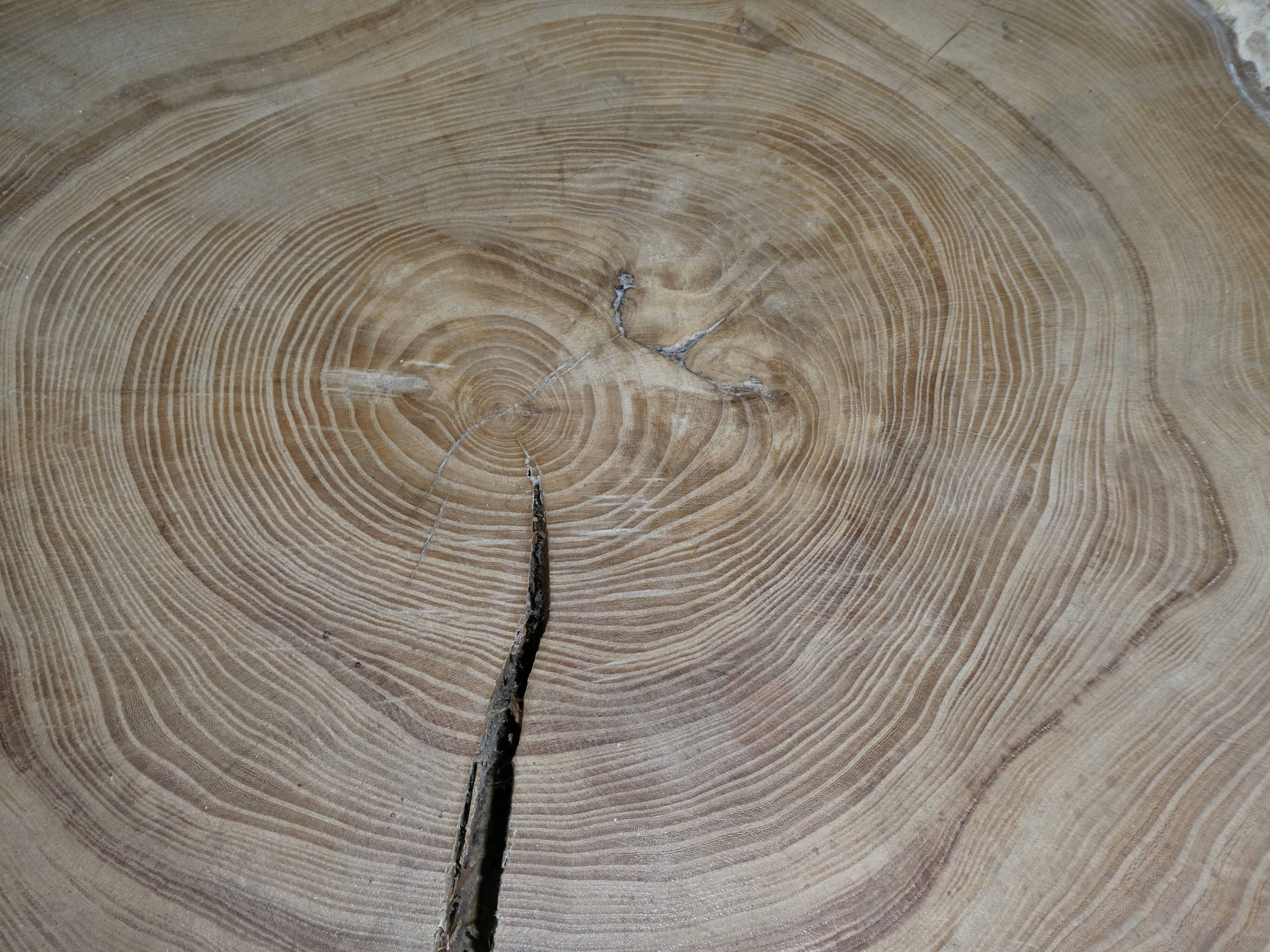 Table basse guéridon en bois brut tronc d'arbre