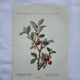 Botanical lithographic print, naturalistic, from the 1800s.