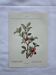 Gravure botanique litho naturaliste ancienne 1800