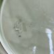Arabelle dish Digoin