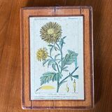 Set of 4 botanical plates